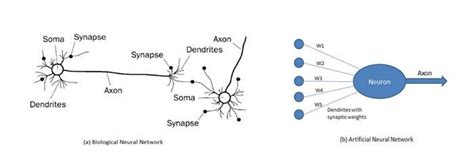Biological & Artificial Neural Network | by Pratiksha Bais | Medium