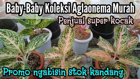 Baby Baby Bunga Aglaonema Murah Promo Ngabisin Stok Kandang YouTube