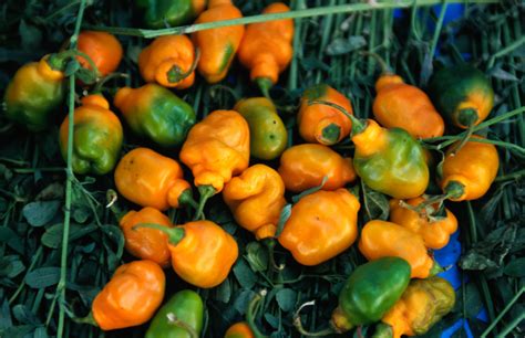 Habanero Peppers - Cooking Definition and Uses