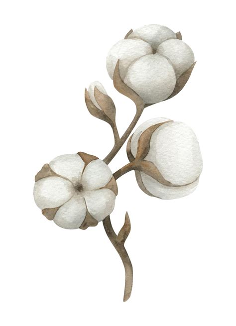 Cotton Hd Transparent Cotton Cotton Clipart White Png Image For