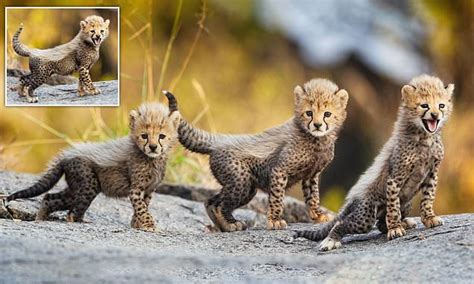 Cheetah Cubs Cheeky Cheetah Cubs Are Released Into The Main Reserve At