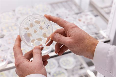 Your next cup of coffee could be made from these plant cells. Here's ...