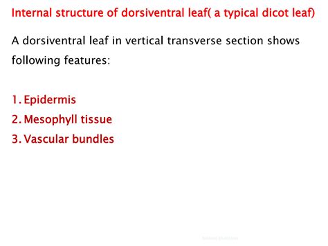 Solution Internal Structure Of Leaf Dorsiventral Leaf Studypool