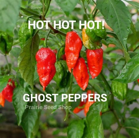 Ghost Pepper Seeds Canada, Extreme Heat Spicy, ONE MILLION Scoville ...