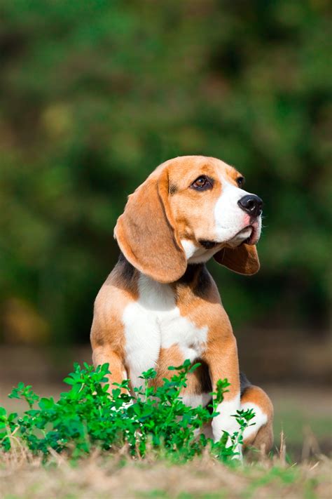 Happy Life Beagle Rescue