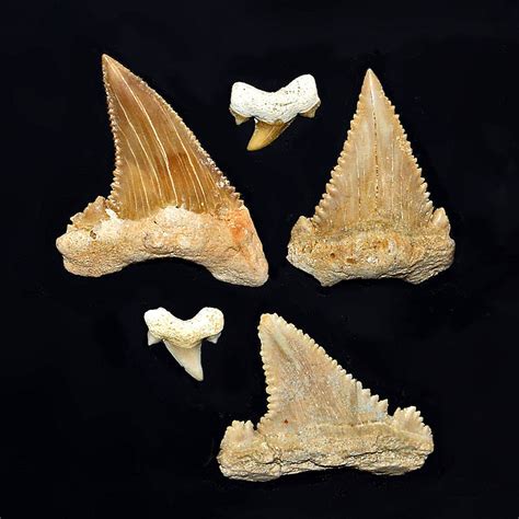 Palaeocarcharodon Chondrichthyes Wiki Fandom
