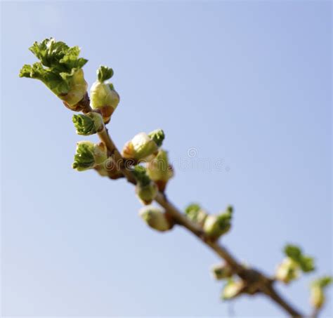 Pussy Willow Bud As A Symbol Of The Beginning Of Spring Stock Photo Image Of Budding Buds