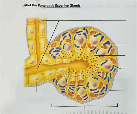Clusters Of Acinar Cells Forming The Pancreatic Exocrine Glands Diagram