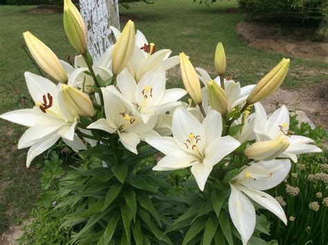 white lily flower 3