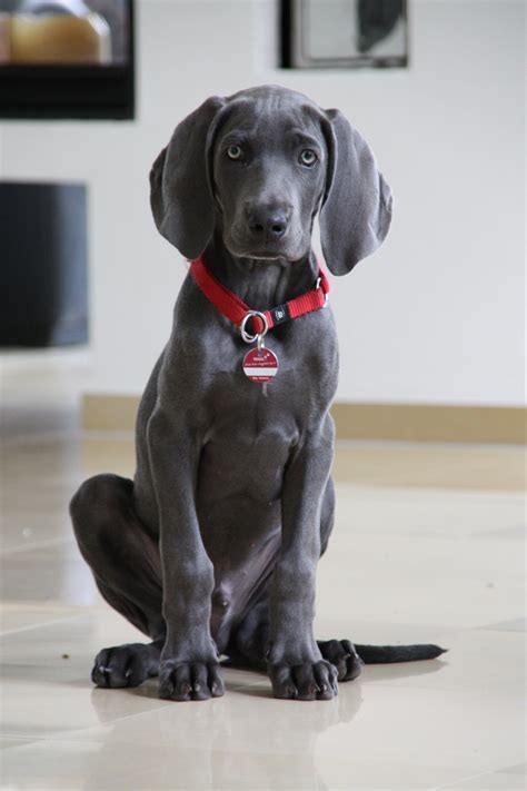 Free Images : puppy, black, weimaraner, vertebrate, labrador retriever