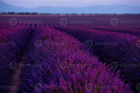 colorful sunset at lavender field 10372964 Stock Photo at Vecteezy