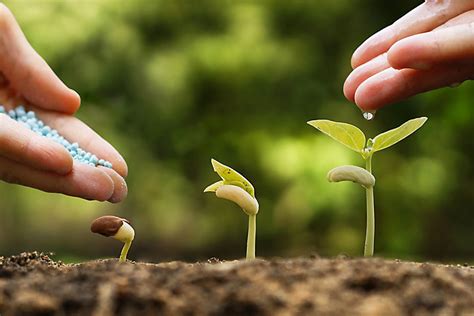 Tapes De La Croissance Des Plantes Jardin De Grand Meres