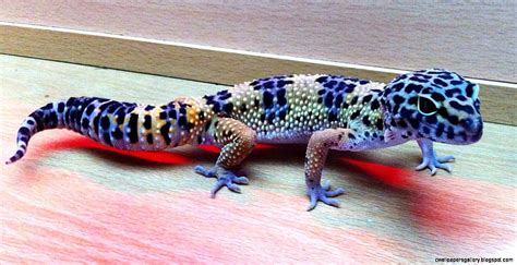 Blue Leopard Gecko Leopard Geckos Hd Wallpaper Pxfuel