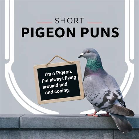 175 Funny Pigeon Puns And Jokes Coo Tastic Comedy