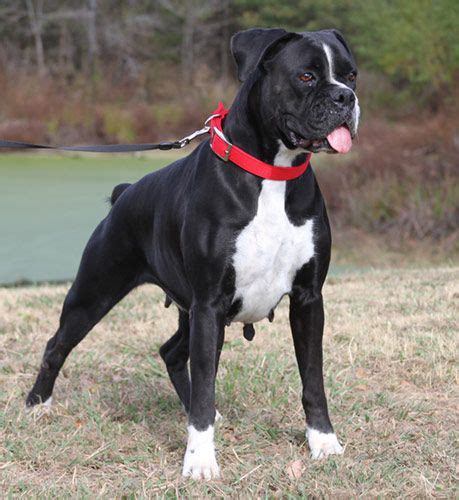 Pretty Black And White Mama Boxer Puppies Black Boxer Dog Boxer Dogs