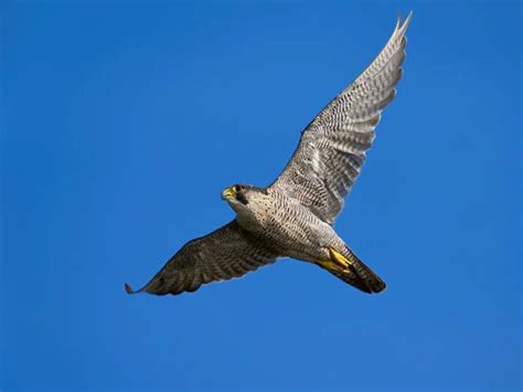 Peregrine Falcon Stock Photos Royalty Free Peregrine Falcon Images