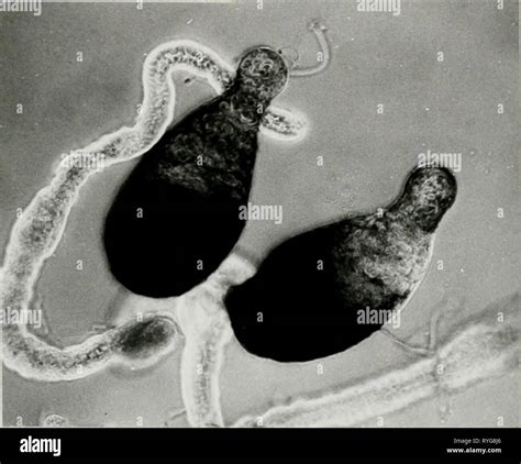 Effect of cobalt 60 gamma rays on the biology of the eye gnat ...