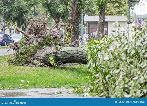 Storm Damage Fallen Tree After A Storm Stock Image Image Of Branch