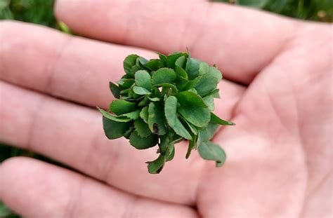 Record Breaking 63 Leaf Clover Grown By Japanese Man Guinness World