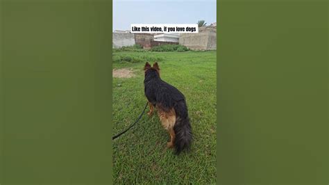 German Shepherd Germanshepherd Dogowner Puppy Petowner Dogshorts