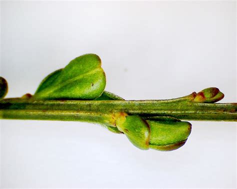 Ginster – Naturfotos näher hingeschaut