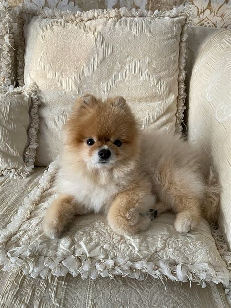 Dogs Tearing Up A Pillow Photos Download The Best Free Dogs Tearing Up