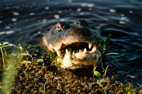 Lacassine Wildlife Refuge Jeff Davis Parish