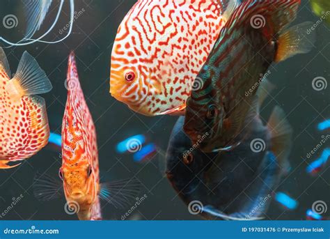 Bunte Fische Vom Spieces Symphysodon Diskus Im Aquarium Stockfoto