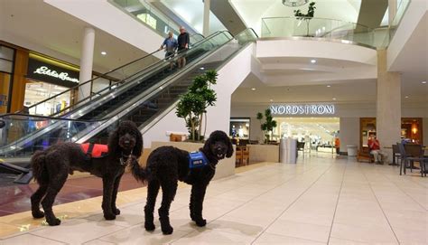 short guide  shopping   dog   list  dog friendly stores