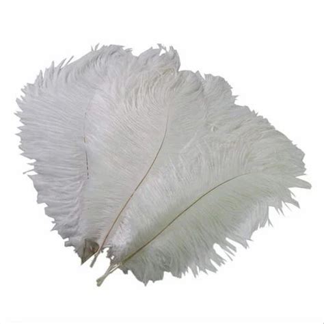 White Ostrich Feather For Decoration At Rs 300pack In Ghaziabad Id
