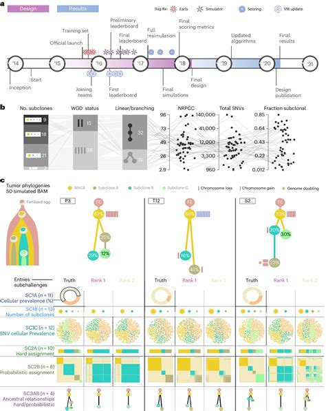 Scientists accurately measure cancer evolution using algorithms to