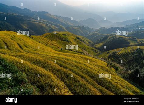 Longji Rice terraces China aerial view sunrise Stock Photo - Alamy