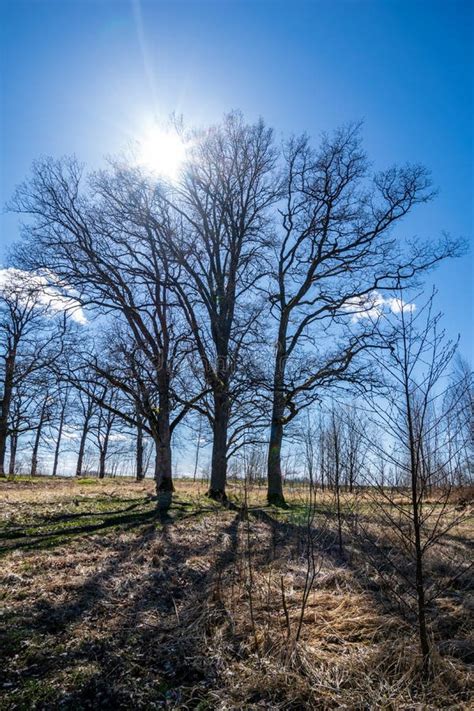 Large Naked Tree Trunks In Spring Park Stock Image Image Of Leaves