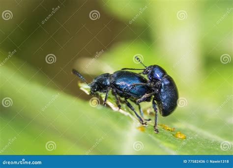 Sex Von Kleinen Insekten Auf Einem Blatt Stockfoto Bild Von Blume Makro 77582436