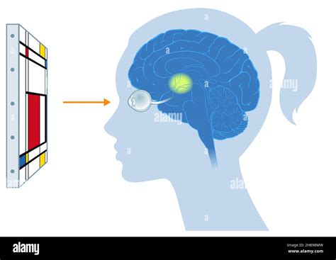 Brain Anatomy Sagittal View Immagini E Fotografie Stock Ad Alta