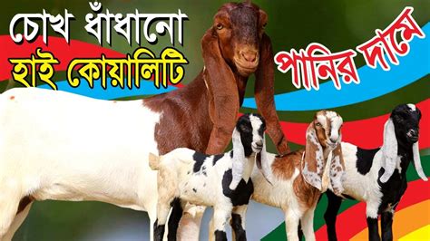 সর্বোচ্চ কমদামে পাচ্ছেন উন্নত সুপার হাই কোয়ালিটি বিভিন্ন জাতের ছাগল