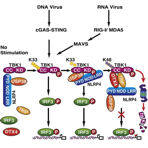 Usp38 Inhibits Type I Interferon Signaling By Editing Tbk1