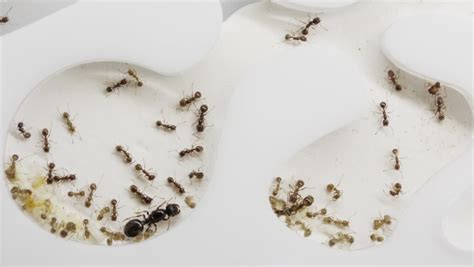 Ant farm Stock Video Footage - 4K and HD Video Clips | Shutterstock