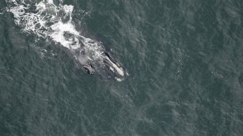 North Atlantic Right Whale Calves Recorded This Season Encouraging