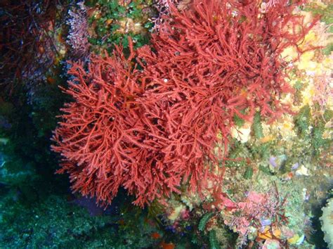 Klasifikasi Rumput Laut beserta Gambarnya - DosenBiologi.com