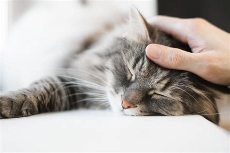 Arthritis In Cats Causes Symptoms And Treatment