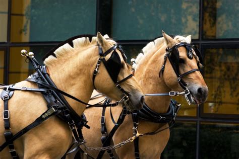 Buckskin Horse Color Photos Stock Photos, Pictures & Royalty-Free Images - iStock