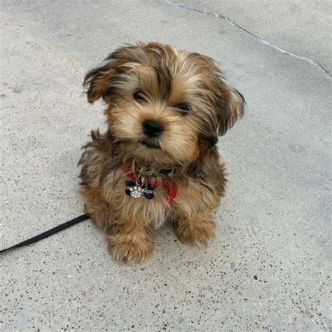 Adorable Shorkie Puppy: Meet JAX!