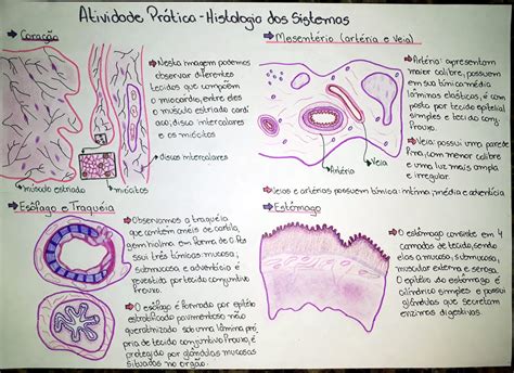 Atividade Prática Histologia Dos Sistemas Histologia I