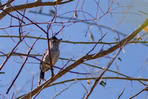 Foto Choca Barrada Do Nordeste Thamnophilus Capistratus Por