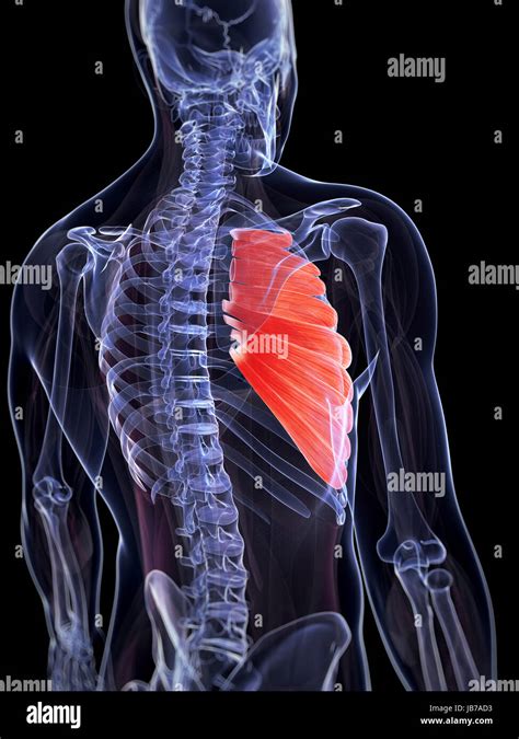 D Rendered Illustration Of The Serratus Anterior Muscle Stock Photo