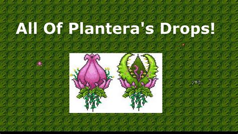 Terraria: Plantera All Drops | Doovi