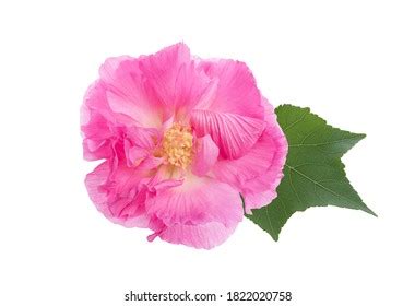 Pink Hibiscus Flower Green Leaves Isolated Stock Photo