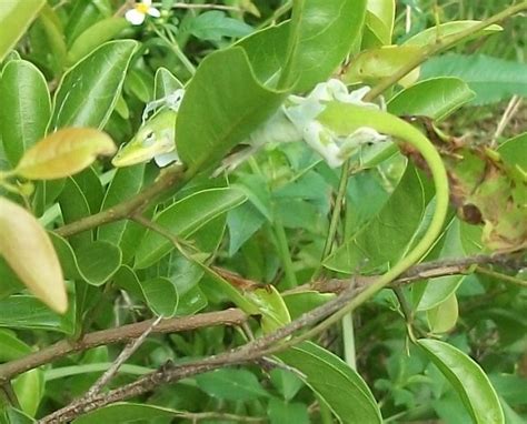 Green Anoles Florida Forest Gardens