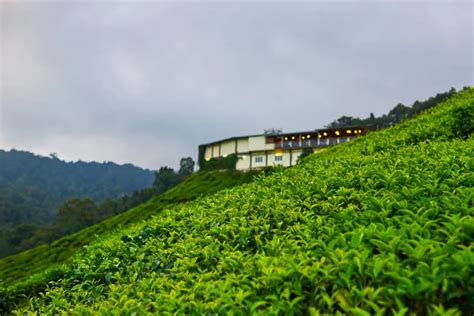 Ceylon tea plantation Stock Photos, Royalty Free Ceylon tea plantation Images | Depositphotos